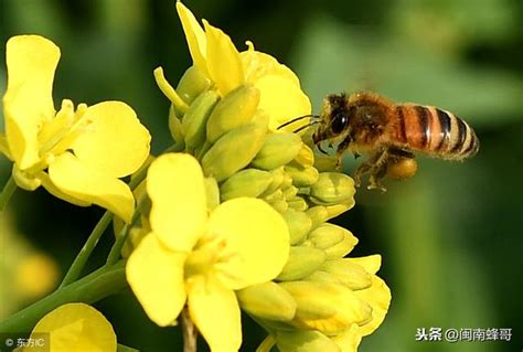 蜜蜂來家好嗎